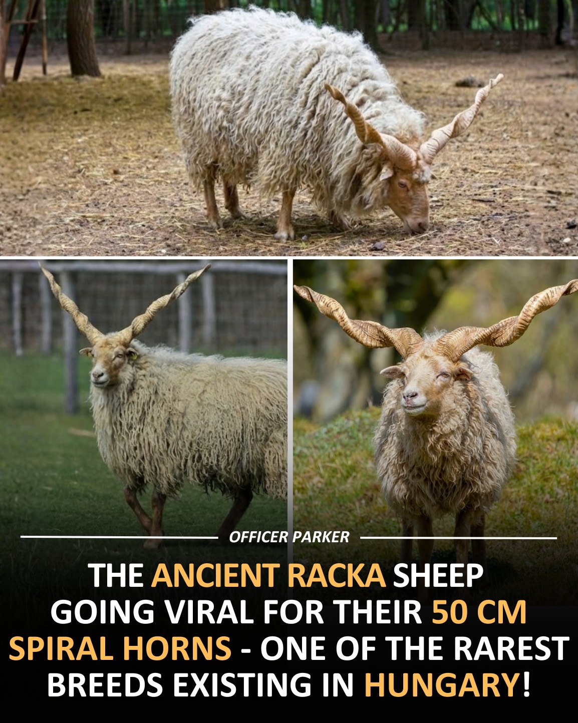 Officer Parker - Hungarian Racka sheep amaze everyone with... | Facebook