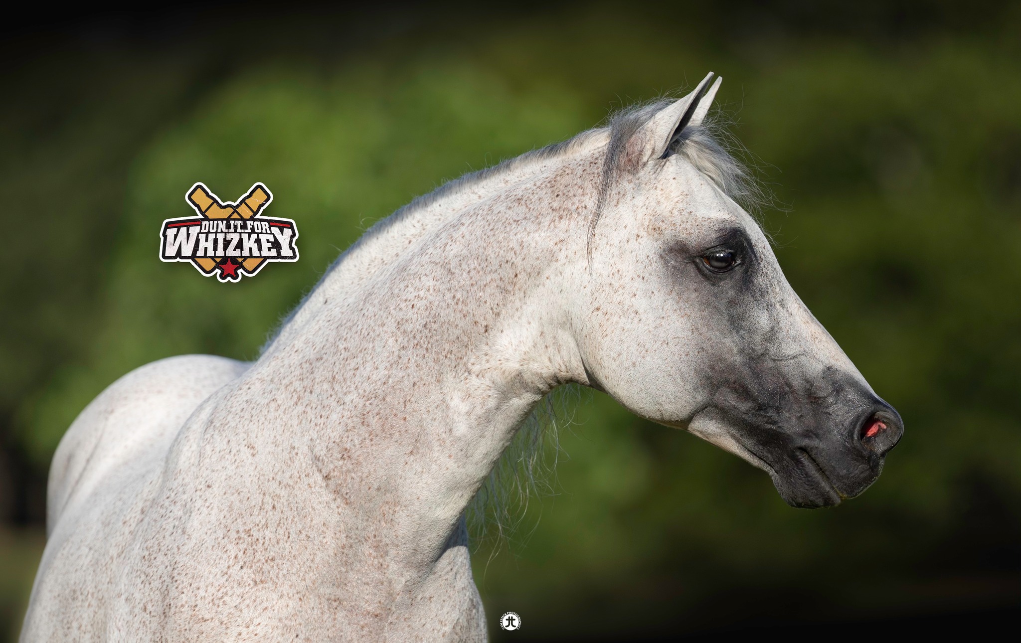 Steve Ross... - Steve Ross Reining & Performance Horses