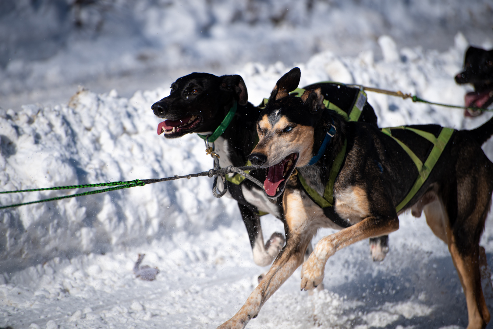Kale - Photos from the archive of the 2023 Fur Rondy Open World ...