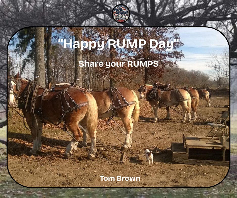 Horse - 