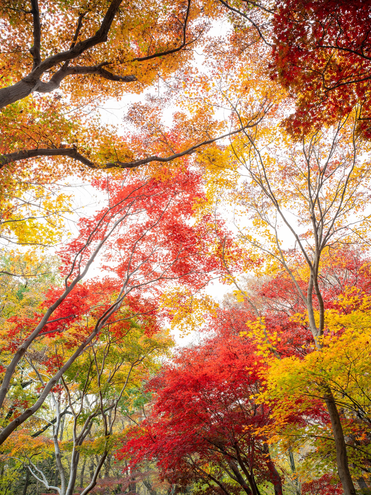 Momiji 🍁 Japanese Maple Tree