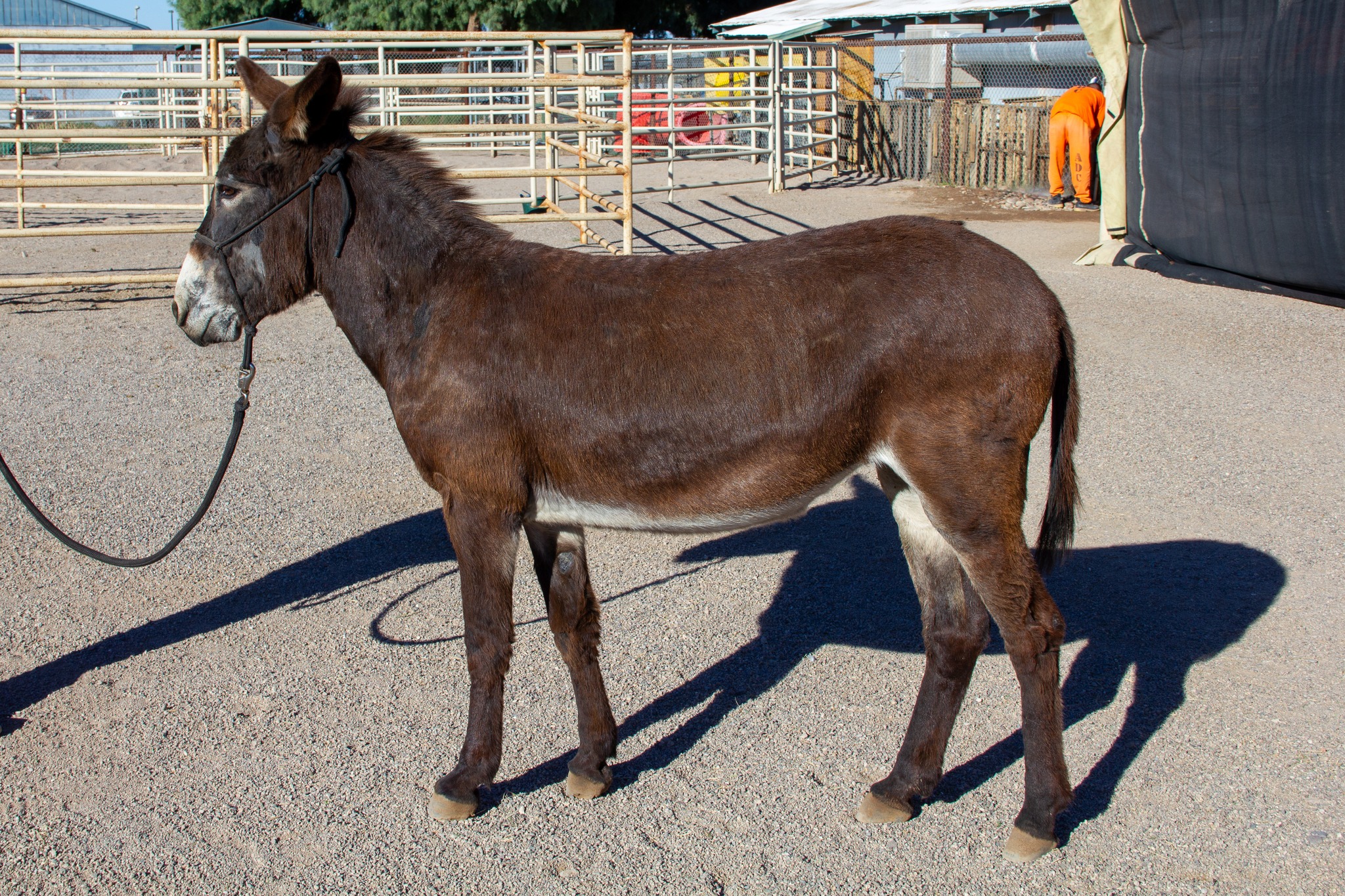 Bureau - Meet Coco! This jenny was gathered in Arizona. She is 11 years ...