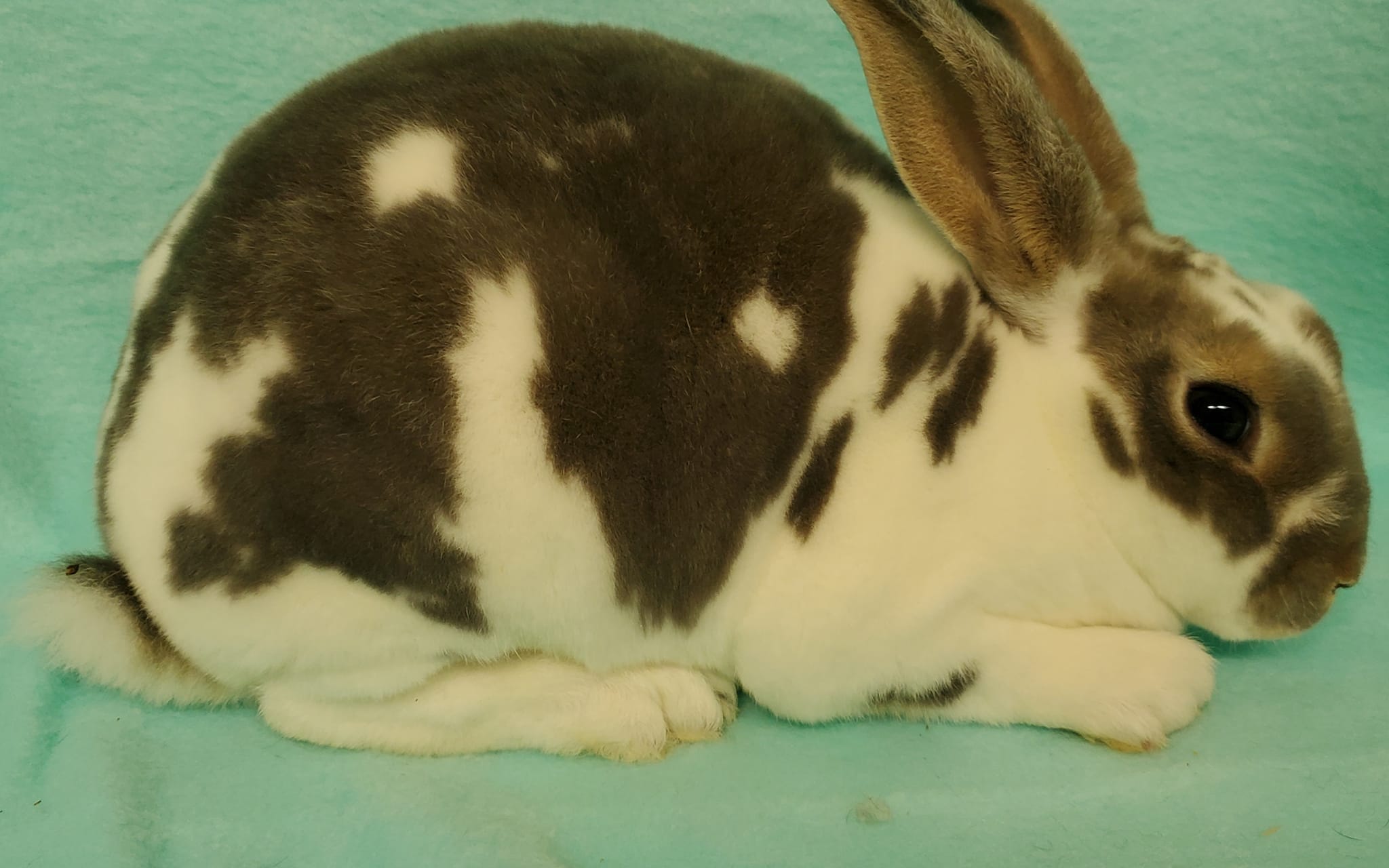Luna Rose Rabbits