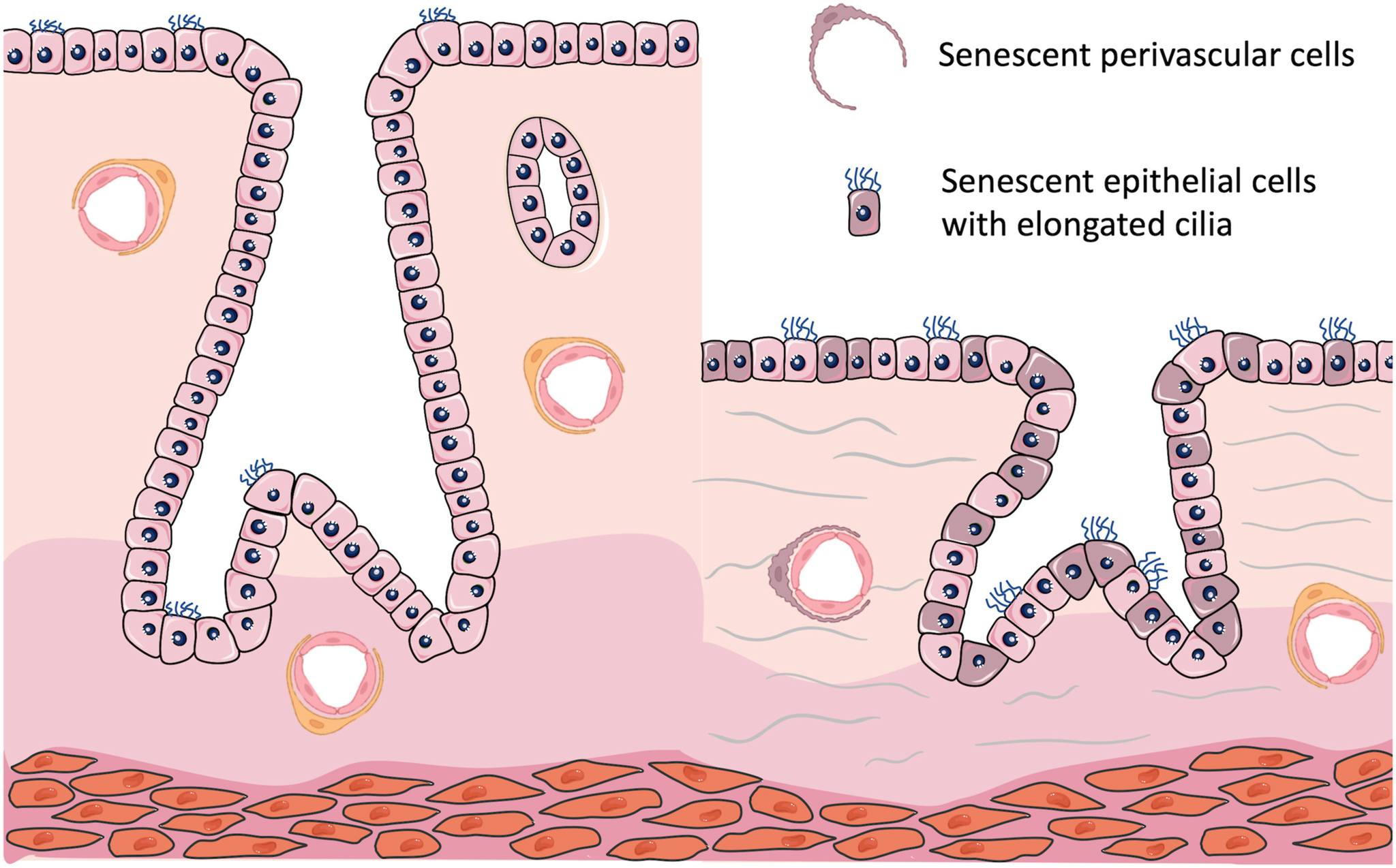 glutathione during menstruation effect of on Estrogen and progesterone exert negative-feedback effects at the anterior pituitary Estrogen Dominance Treatment Los Angeles
