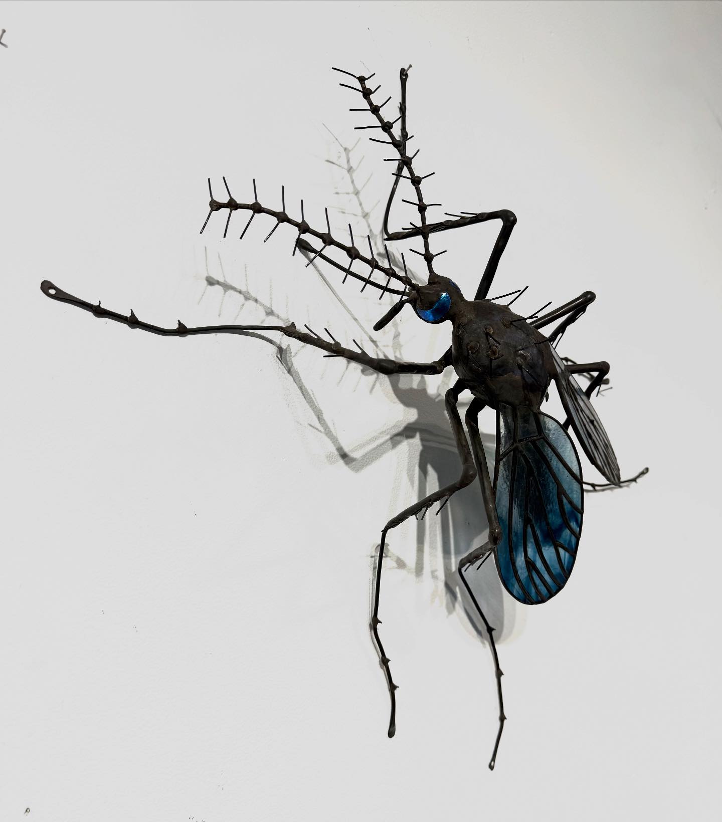 Sean Goddard Insects added a new photo. - Sean Goddard Insects