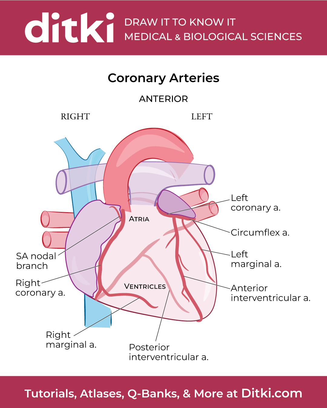 Learn about the... - Ditki, Medical & Biological Sciences | Facebook