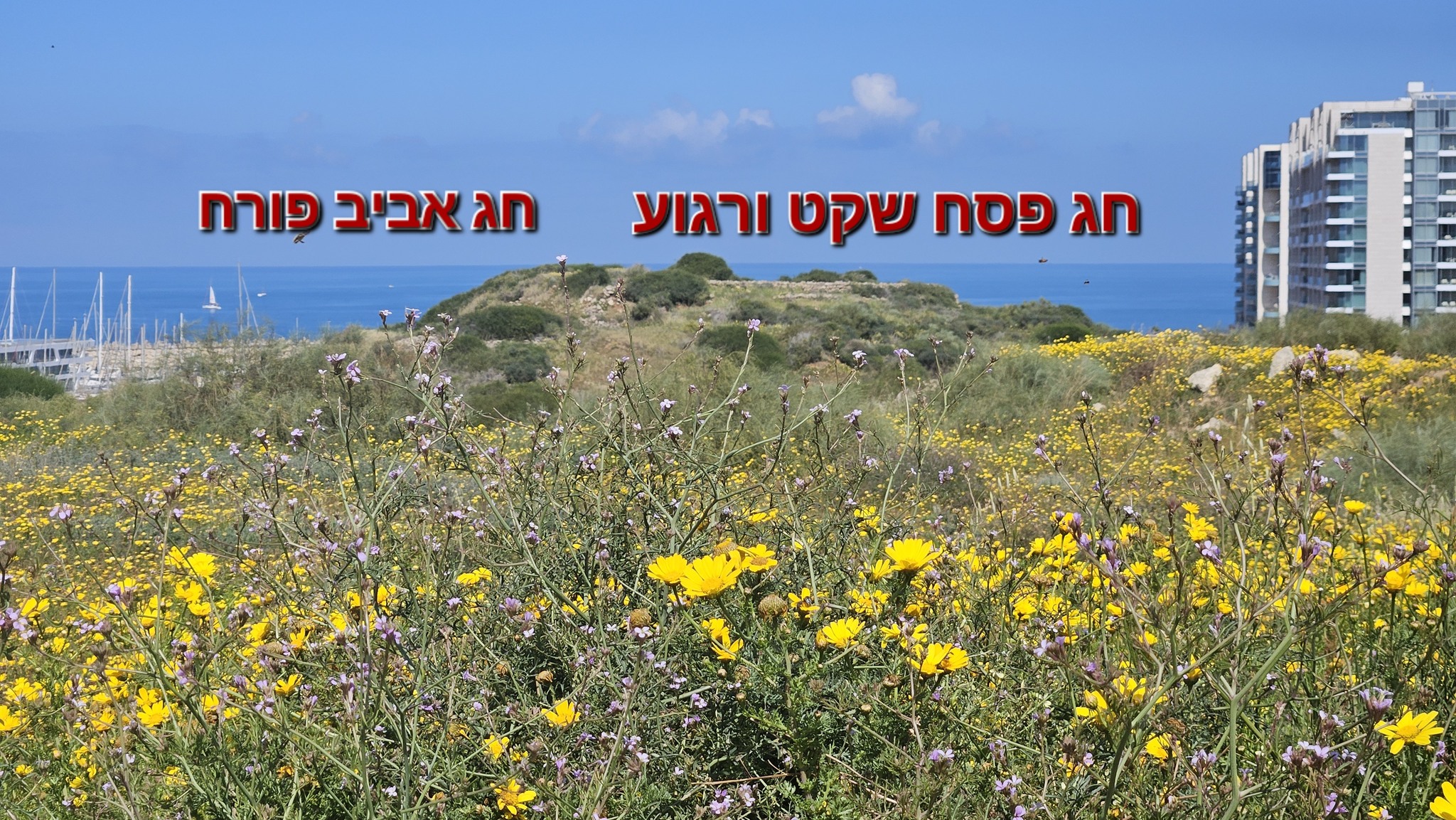 תל מיכל | Herzliya