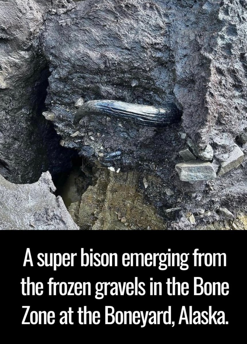 Ancient - This is a super bison emerging from the frozen gravels in the ...