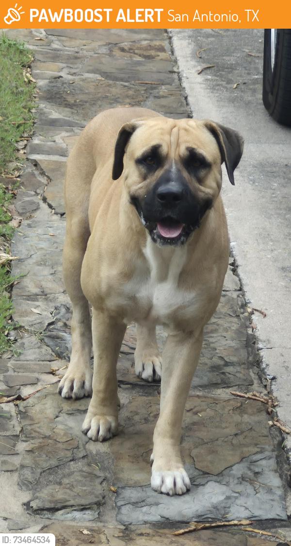 Found dog in San Antonio TX near Babcock and Huebner