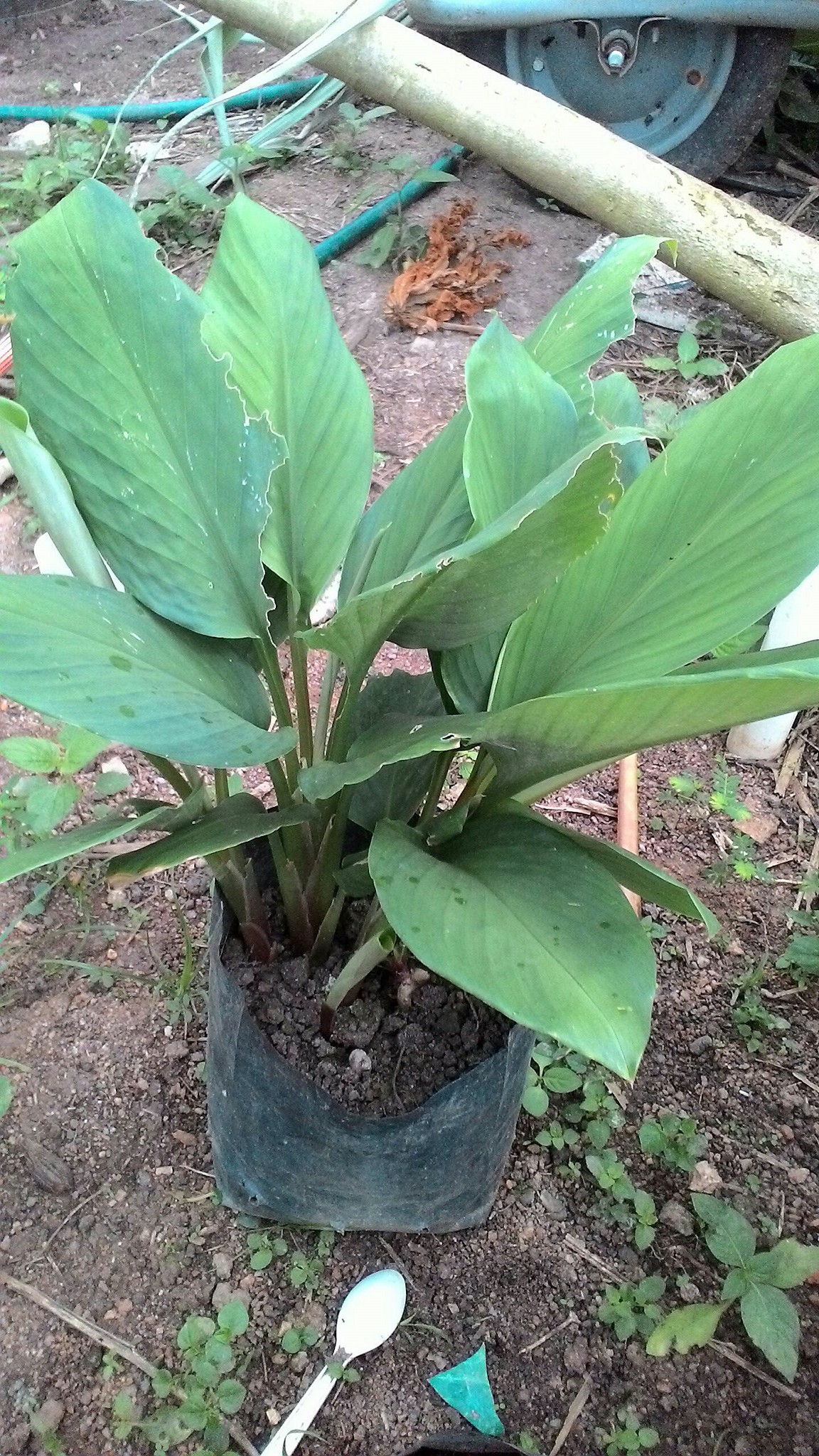 Pokok Temu Kunci Baik Untuk Dalaman Biji Benih Sayuran Facebook
