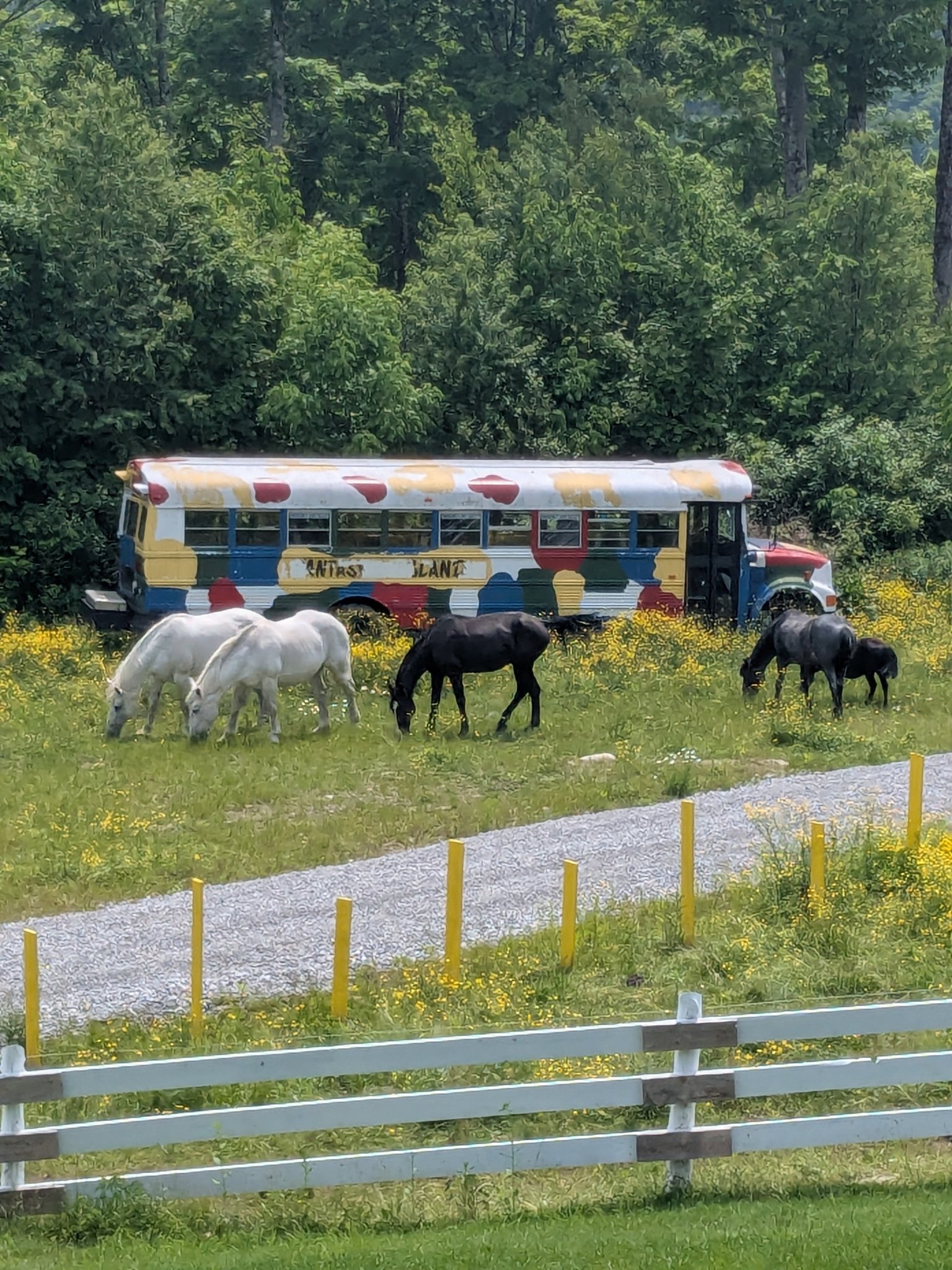 Fantasy Island Ranch | Marshfield VT