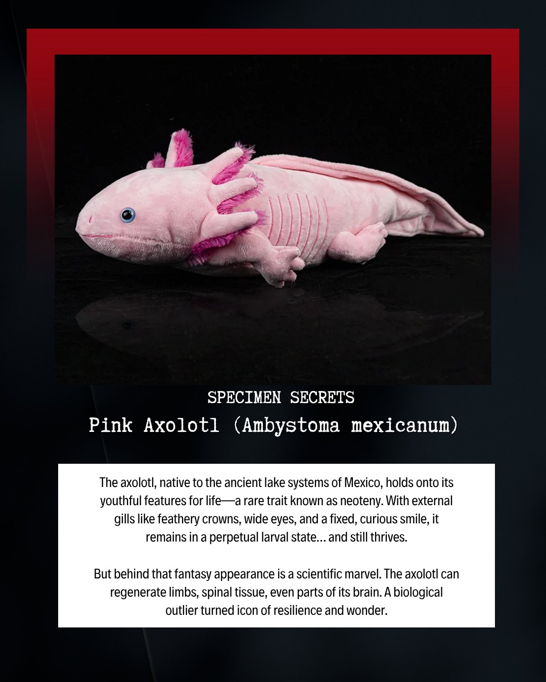 Gage Beasley - 📜 Specimen Secret - Pink Axolotl (Ambystoma... | Facebook