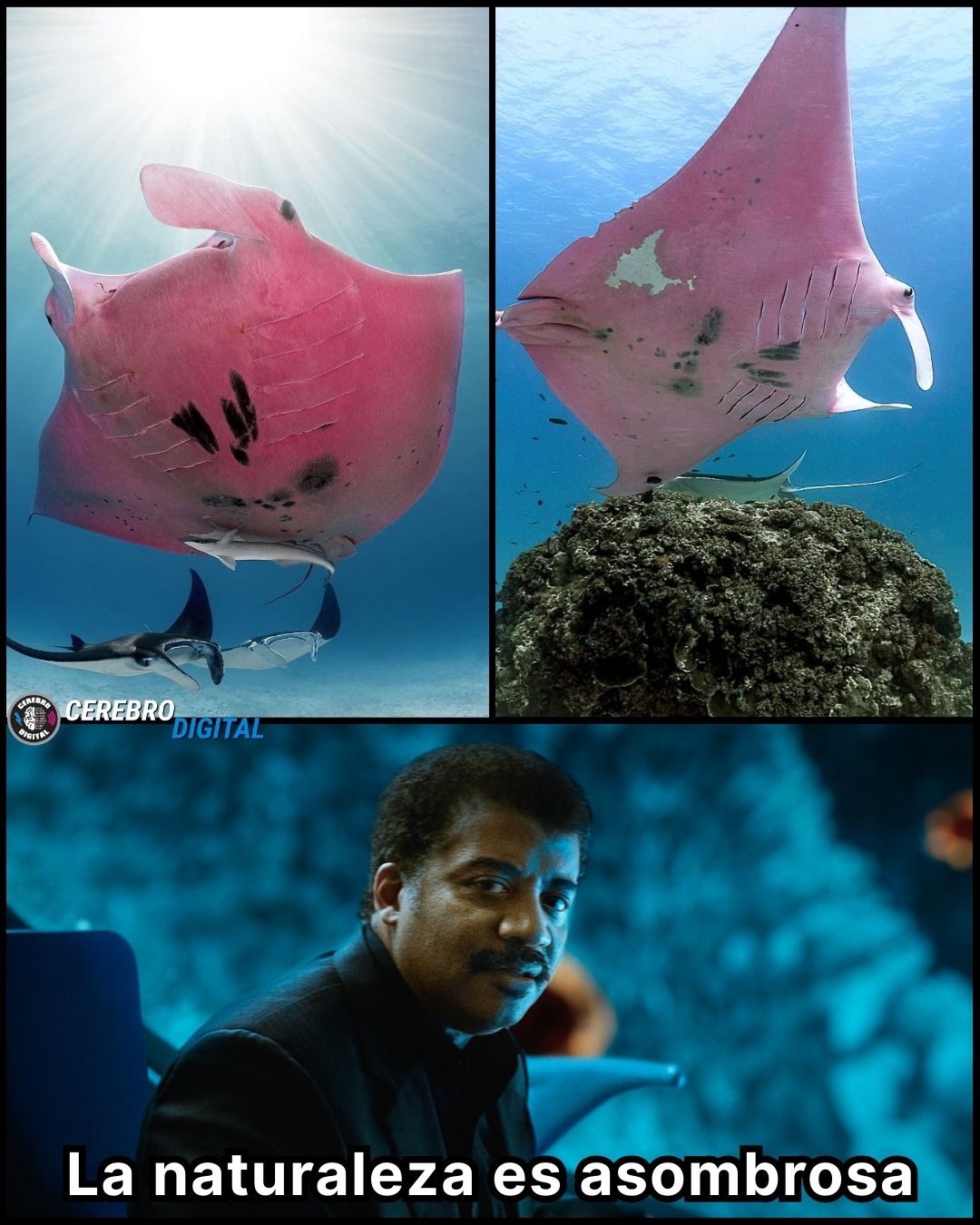 Cerebro Digital - La única mantarraya rosa registrada en... | Facebook