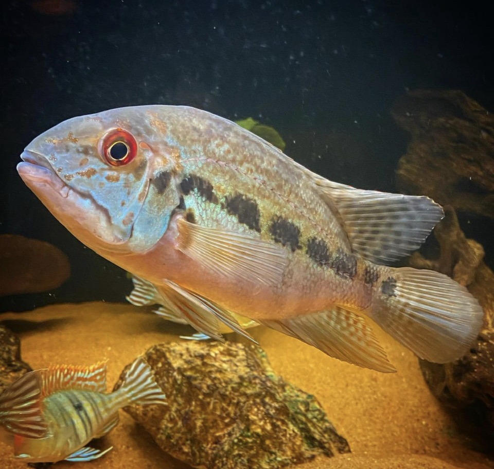 Cichlid Bros - The True Parrot Cichlid (Hoplarchus... | Facebook