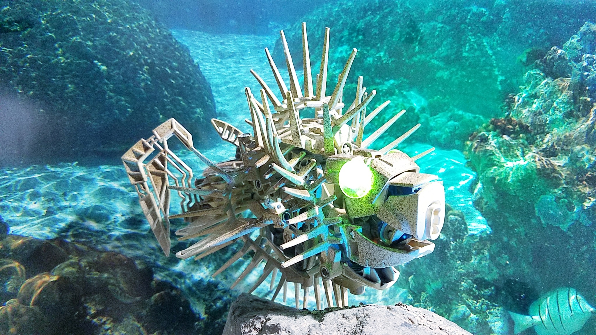 Little - 26# Spiny Reef (Also known as a Makuta Fish) | Facebook