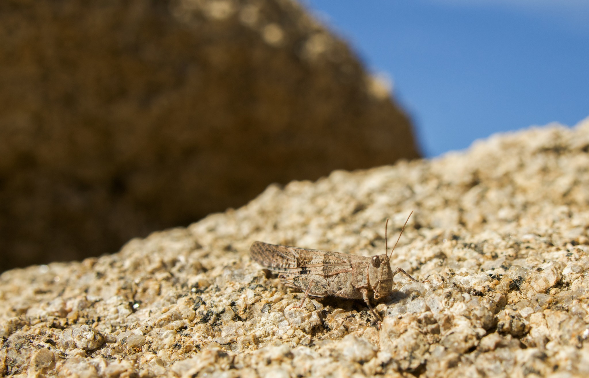 Can you see me? ? Thousands of years of evolution have allowed 