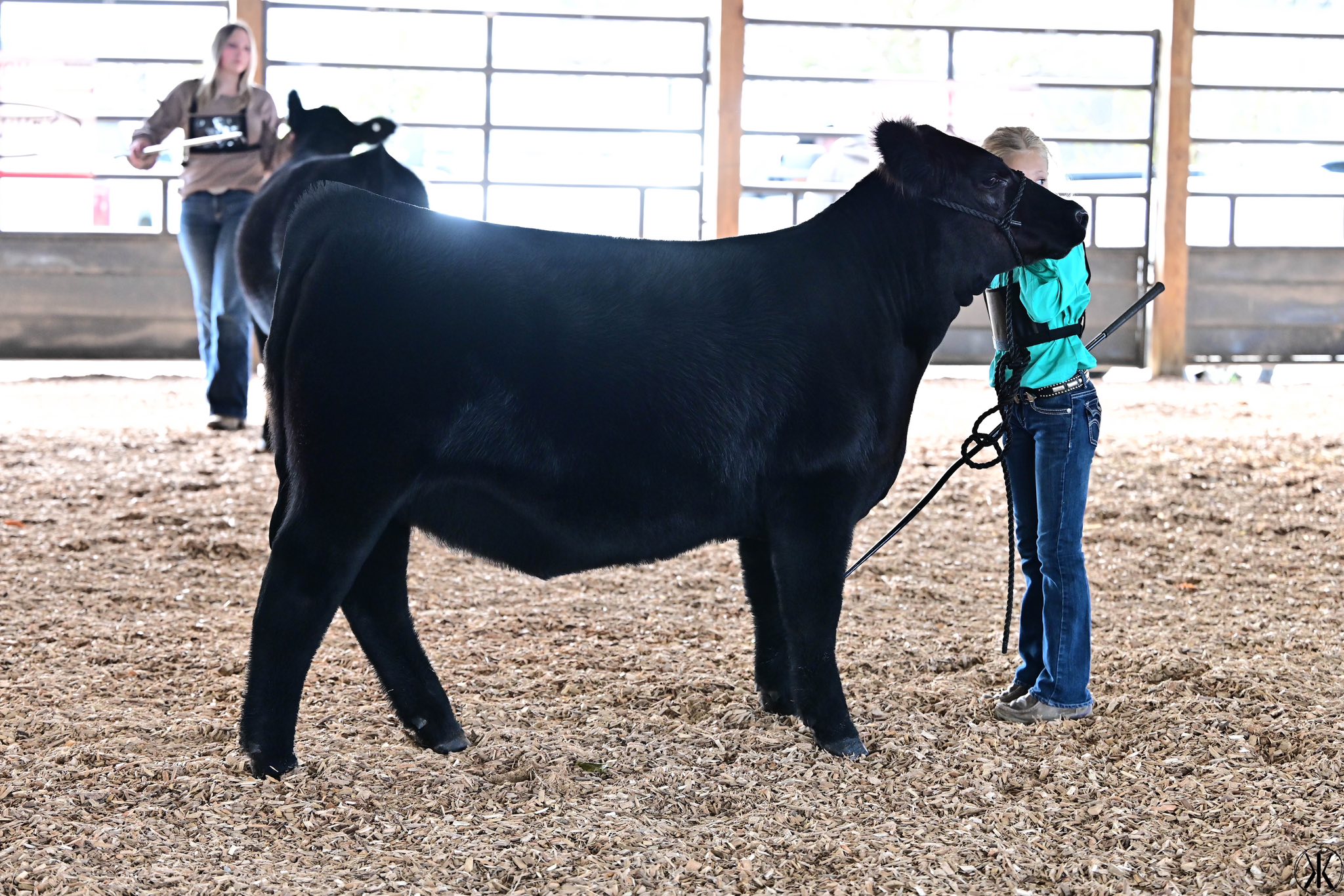 Dupler Cattle | Mount Perry OH