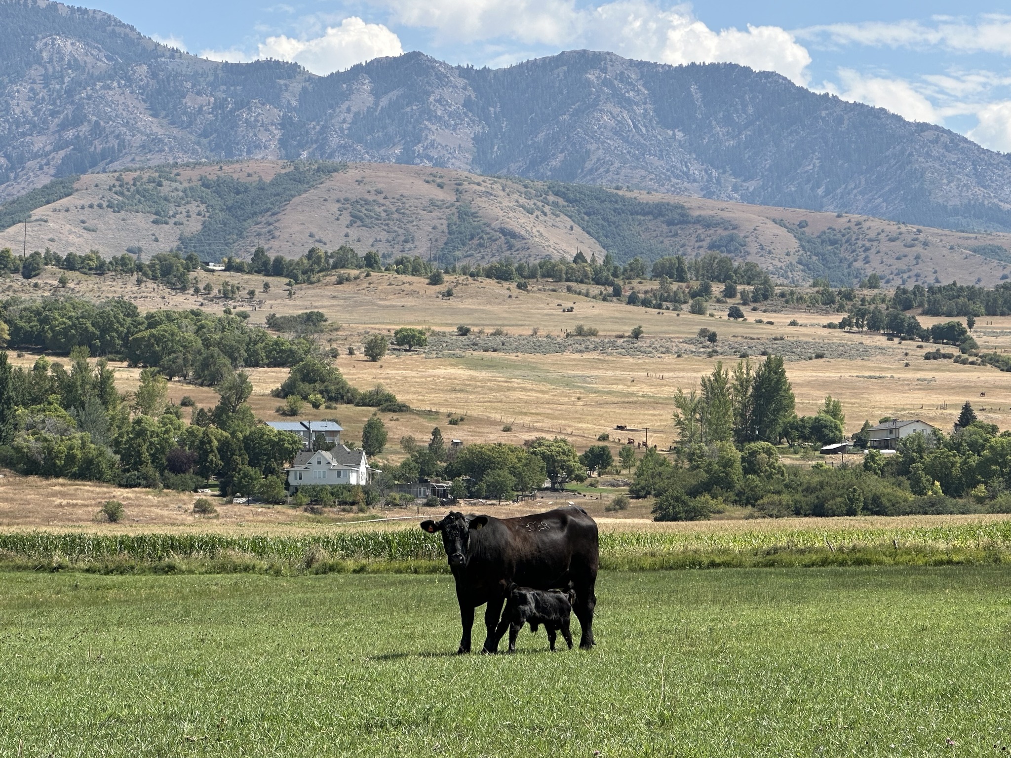 Christensen - And so it begins! We've been calving for a month now, but ...