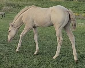 GolDun... - GolDun Ridge Ranch - Foundation Quarter Horses