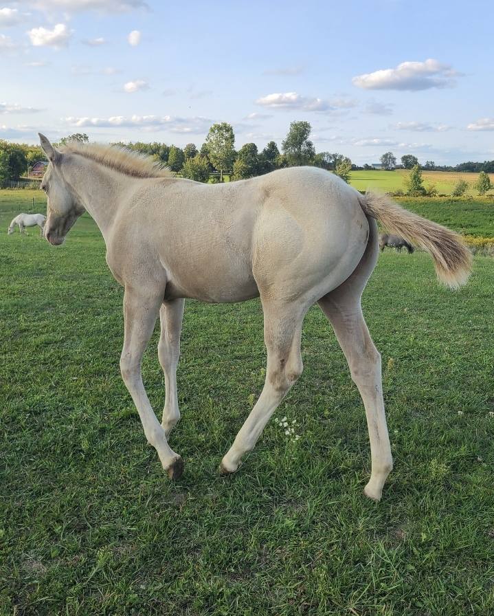 GolDun... - GolDun Ridge Ranch - Foundation Quarter Horses