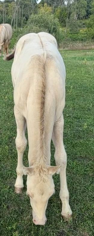 GolDun... - GolDun Ridge Ranch - Foundation Quarter Horses