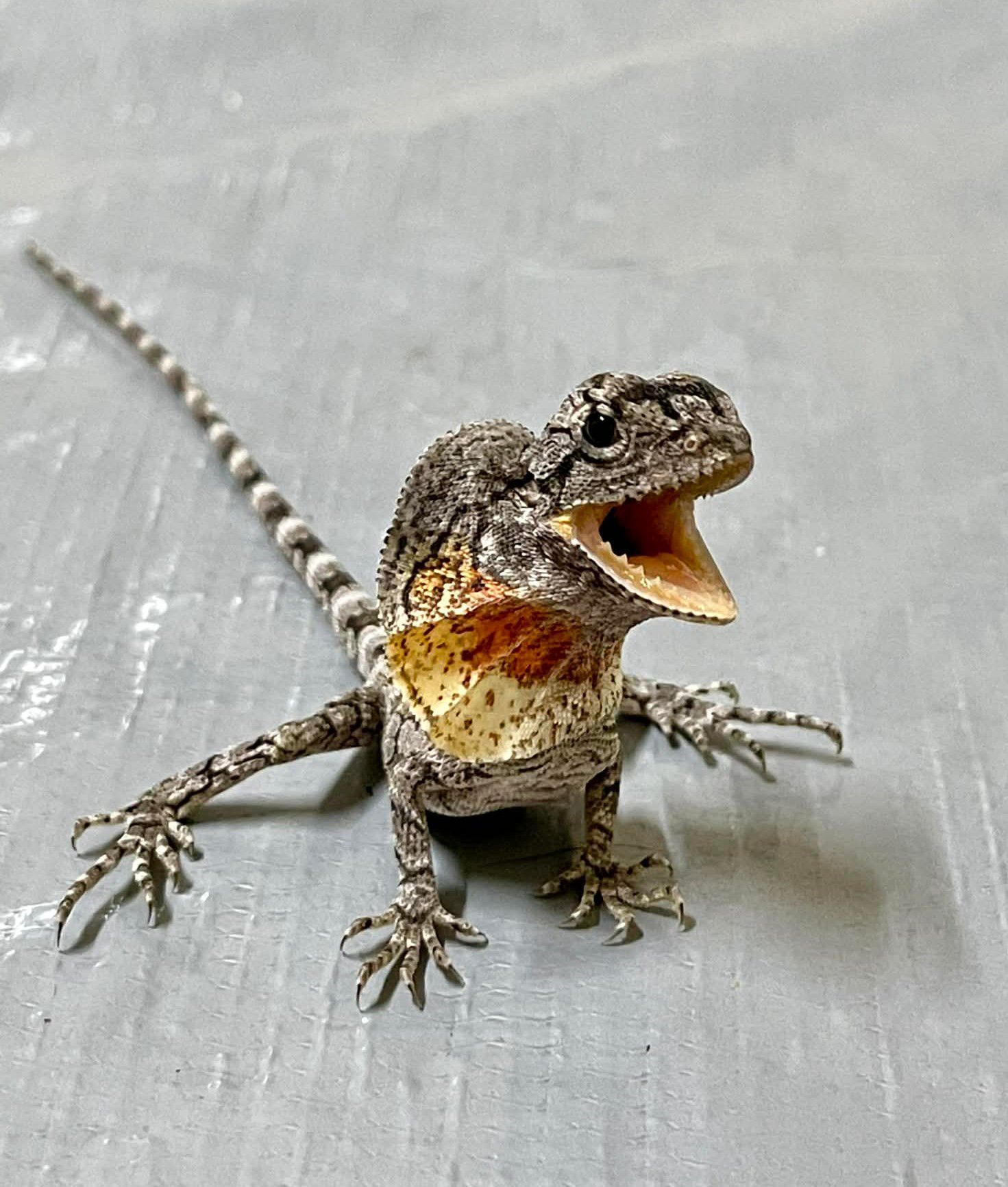 Our Final Patient of 2025 – and... - Wildlife Rescue Darwin | Facebook