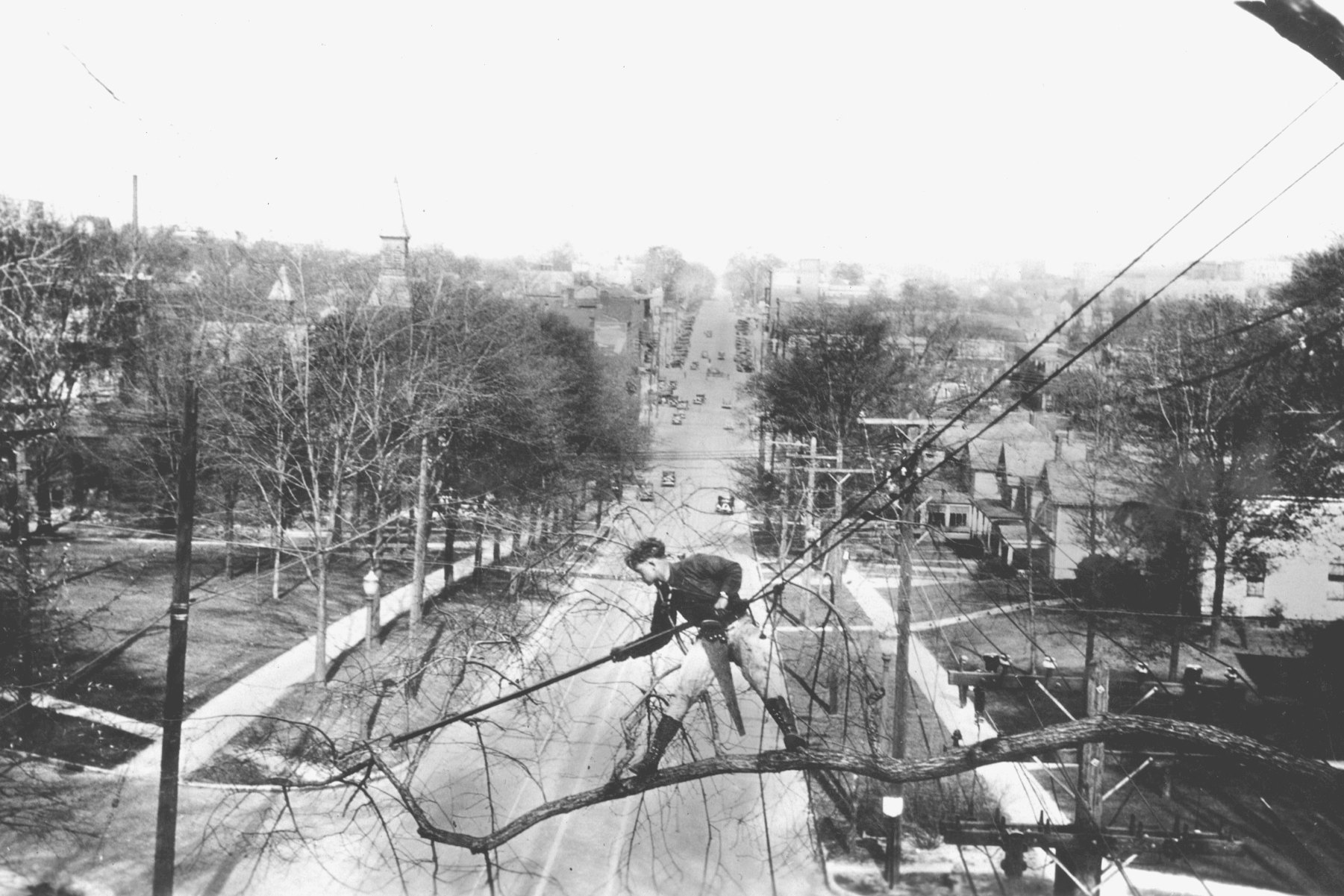 Savatree - Modern arboriculture is rooted in the work of pioneers who ...