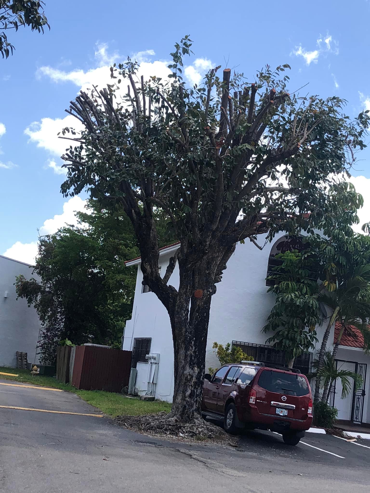 Miami Tree Service | Miami FL