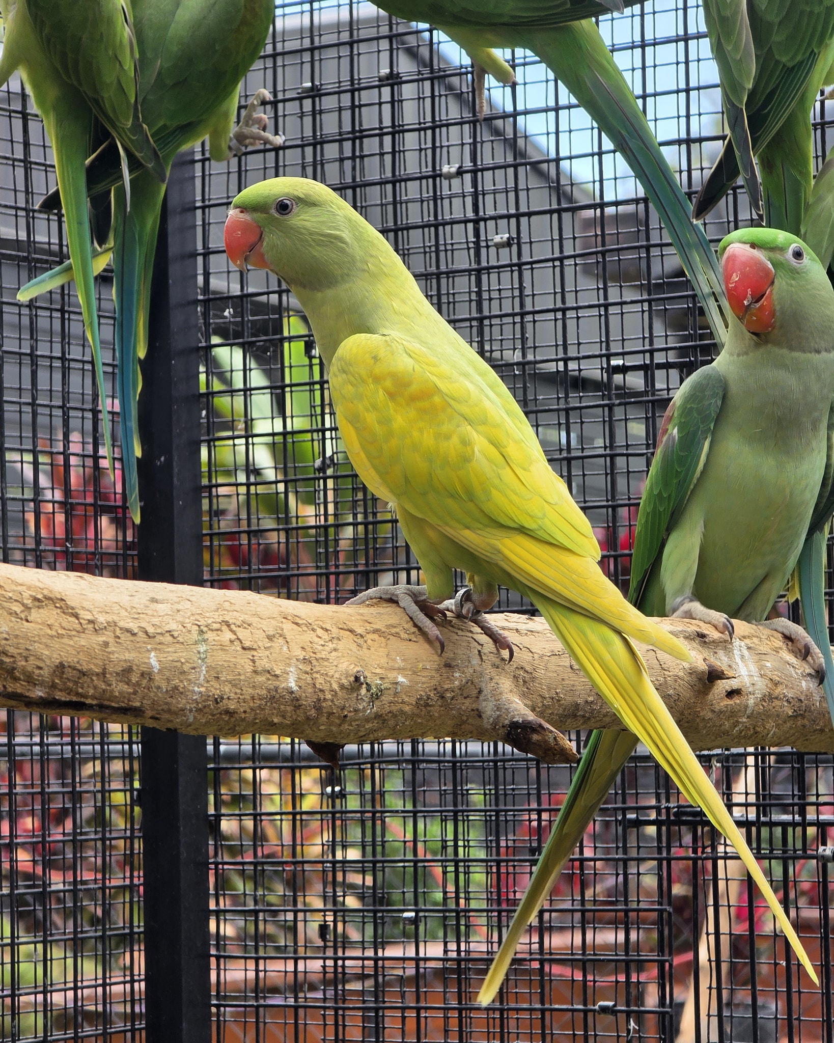 Visual Reference: Meldan Aviaries Meldan Aviaries Australia