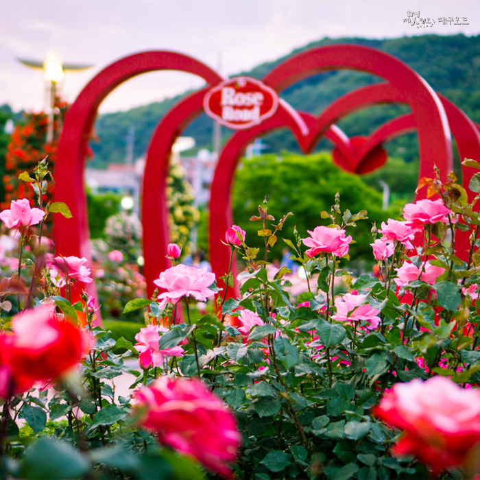 대구시티투어테마코스 Daegu Citytour Theme Course | Daegu