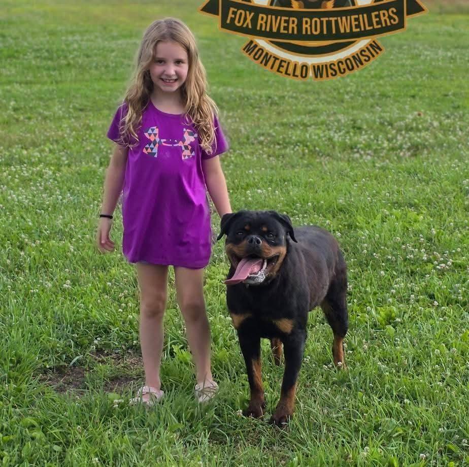 #rottweiler #foryou #viral #fypシ ️💞 ️ | Fox River Rottweilers 