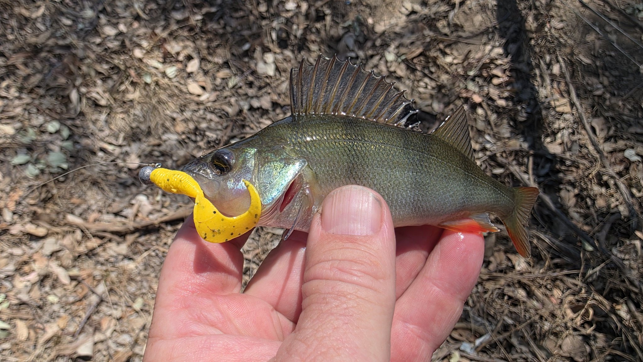 Robbie - Show us the most recent fish photo that you took with your ...