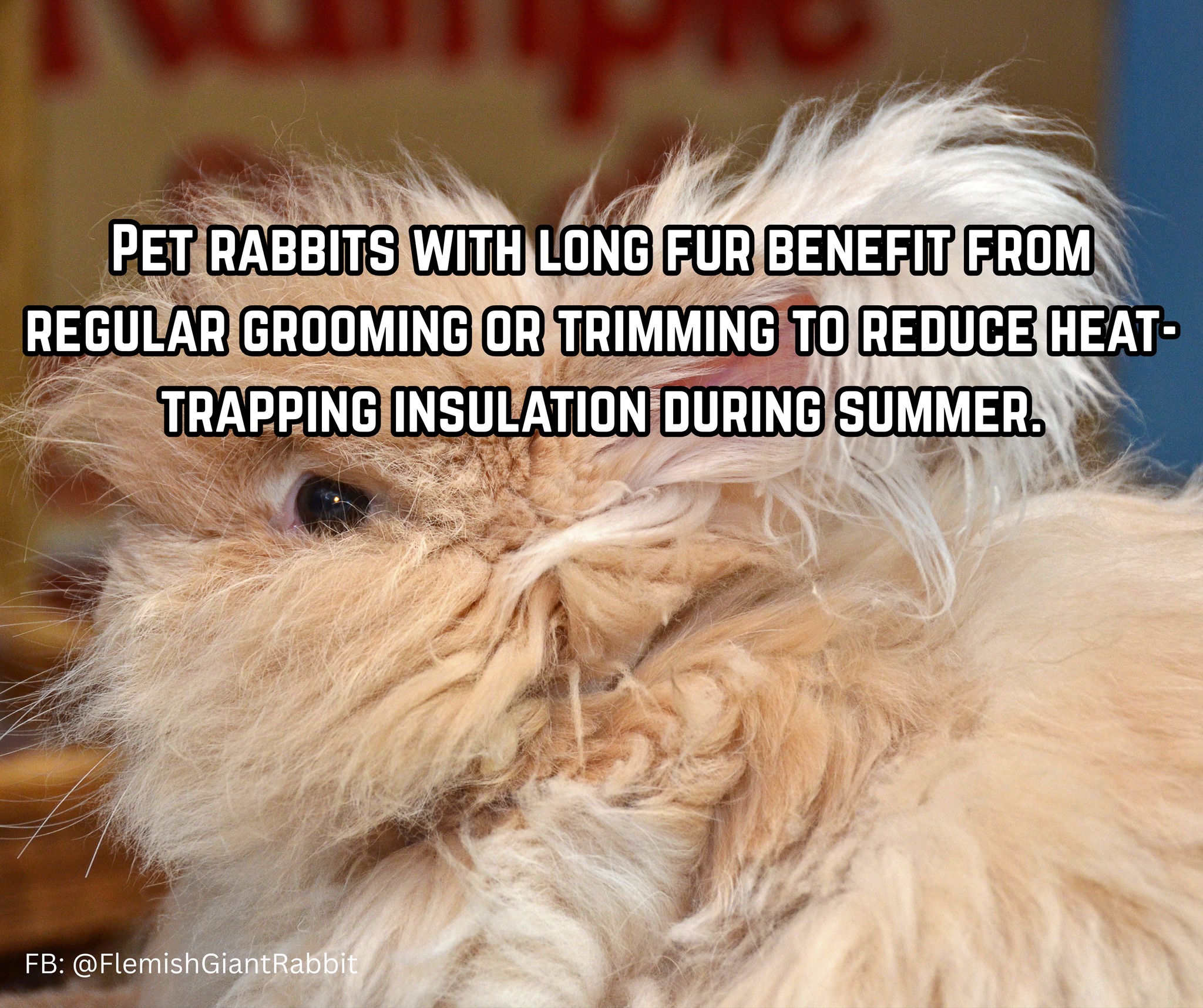 Flemish - Regular brushing or a trim can help prevent overheating ...