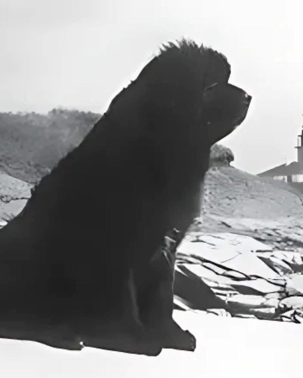 Some - Rigel: The Titanic’s Four-Legged Hero Who Braved the Ice As the ...