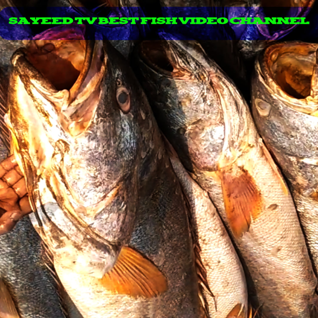 Sayeed Fish market in chittagong | Chittagong