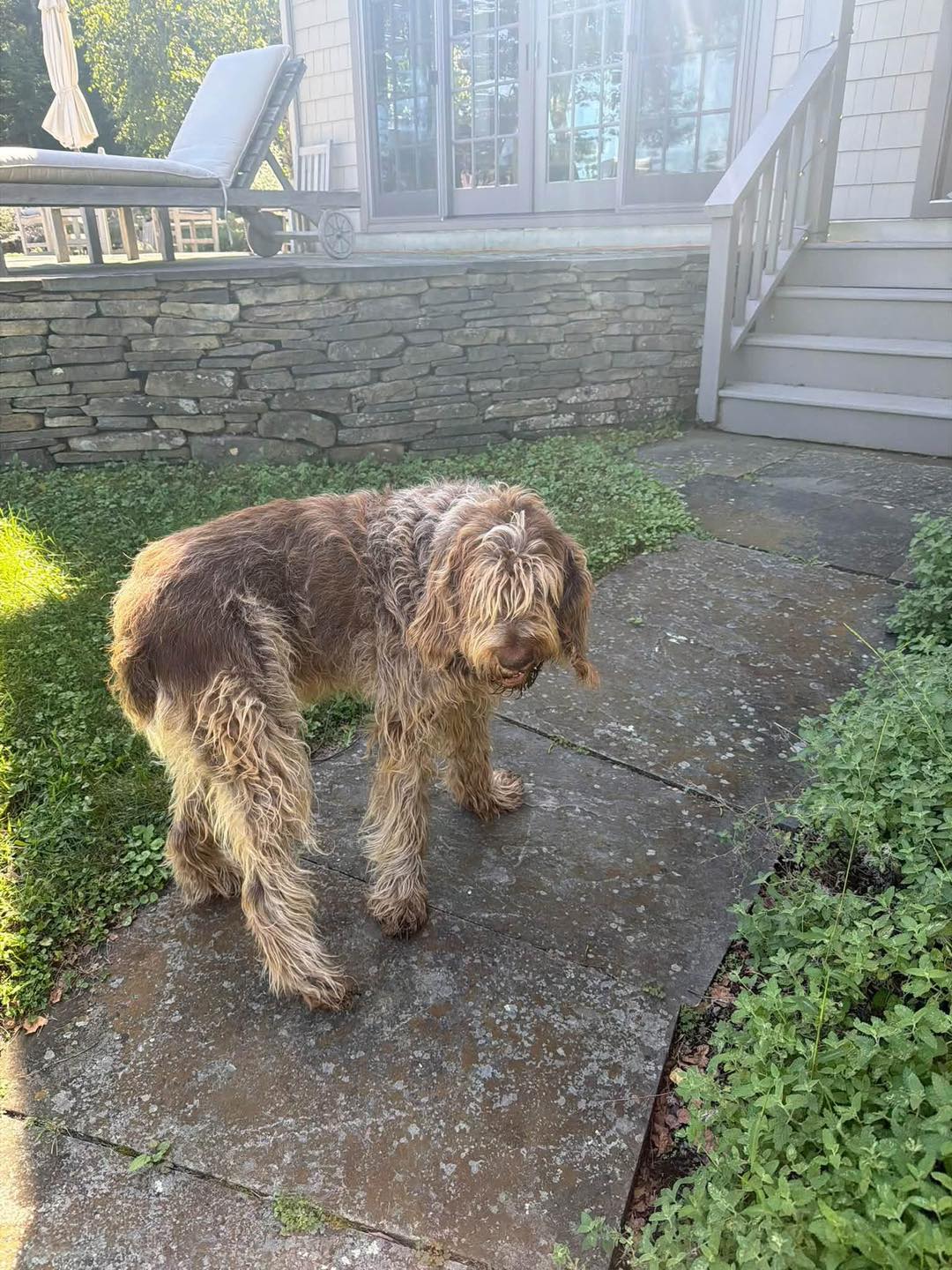 Lost dog spotted on West Ohayo Mountain Road in Woodstock