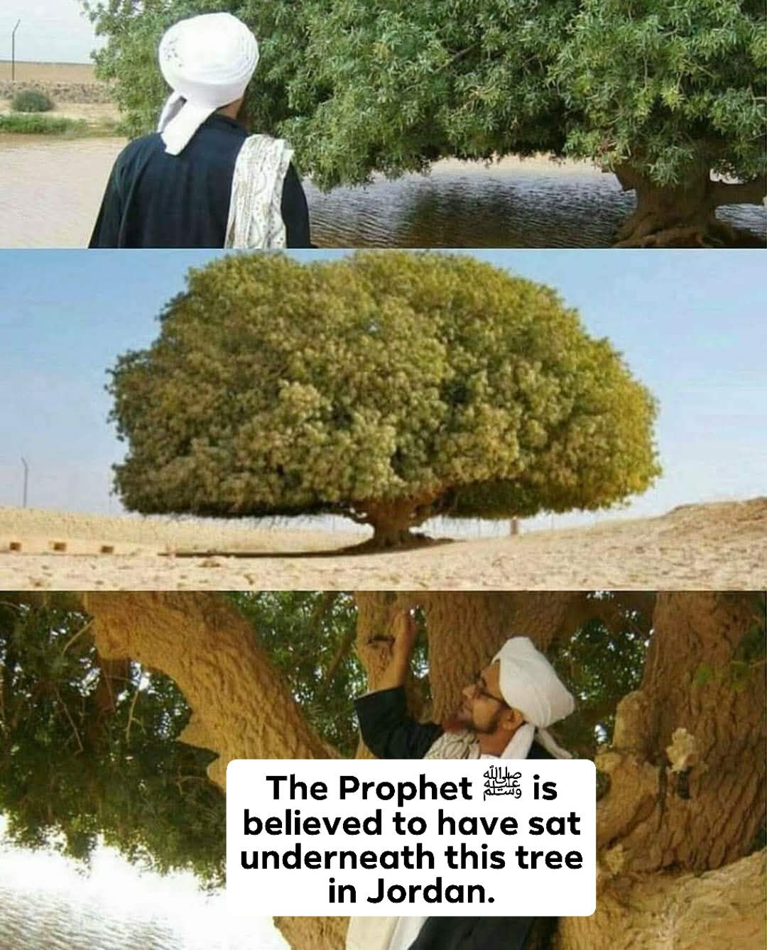 Shaykh - The Prophet ﷺ is believed to have sat underneath this tree in ...