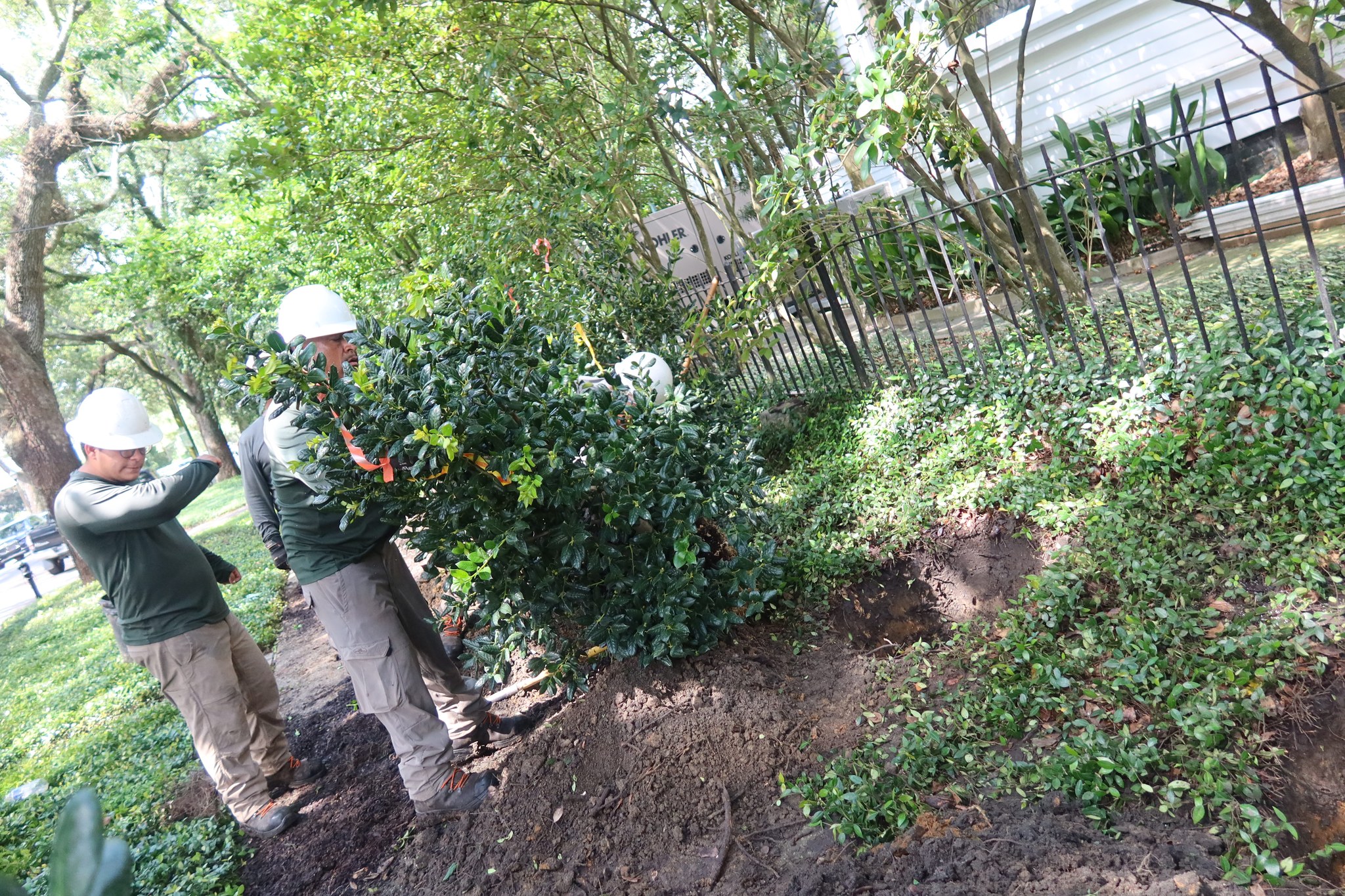 Bayou Tree Service Louisiana - We’re excited to introduce everyone to ...