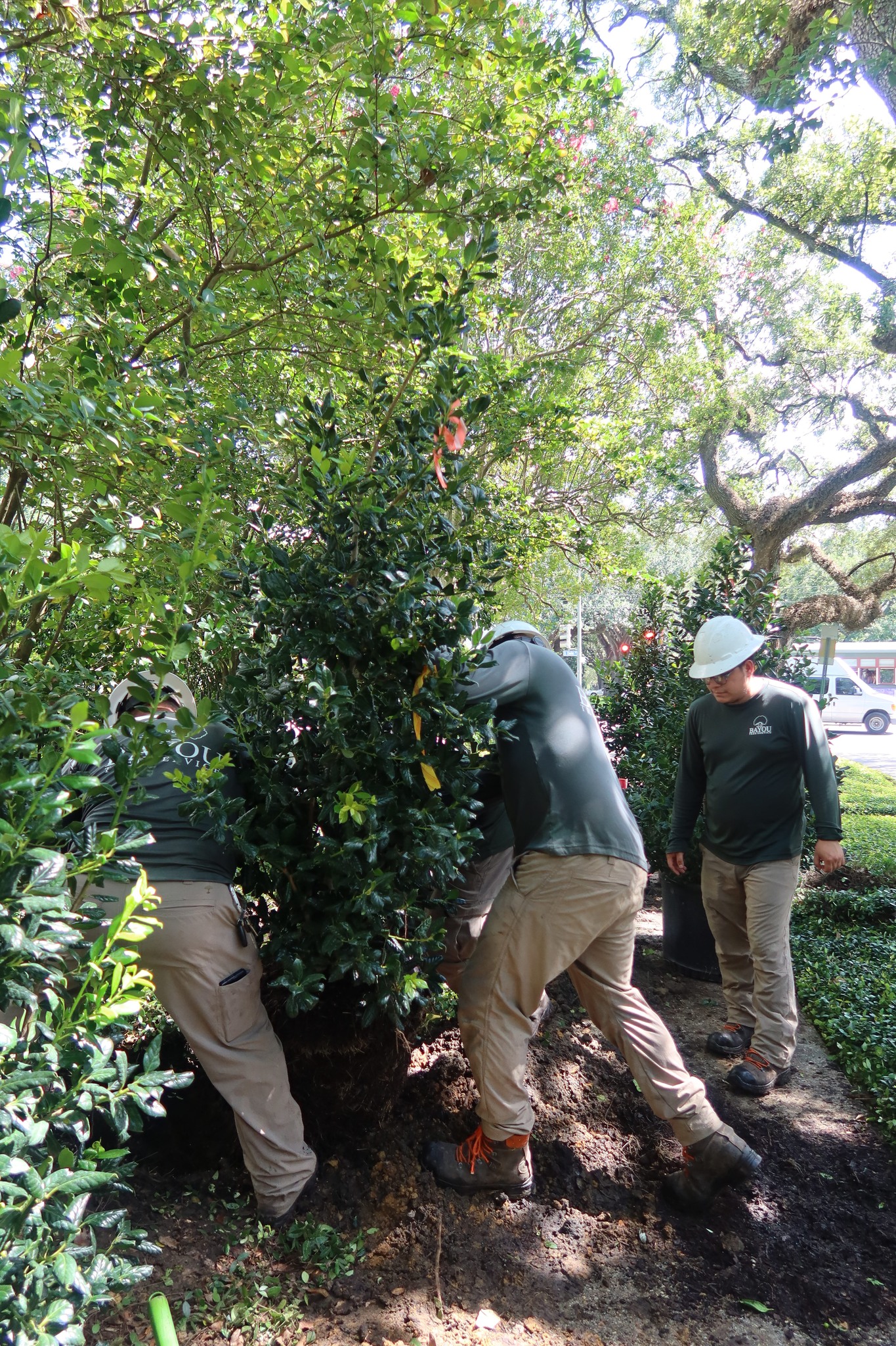 Bayou Tree Service Louisiana - We’re excited to introduce everyone to ...