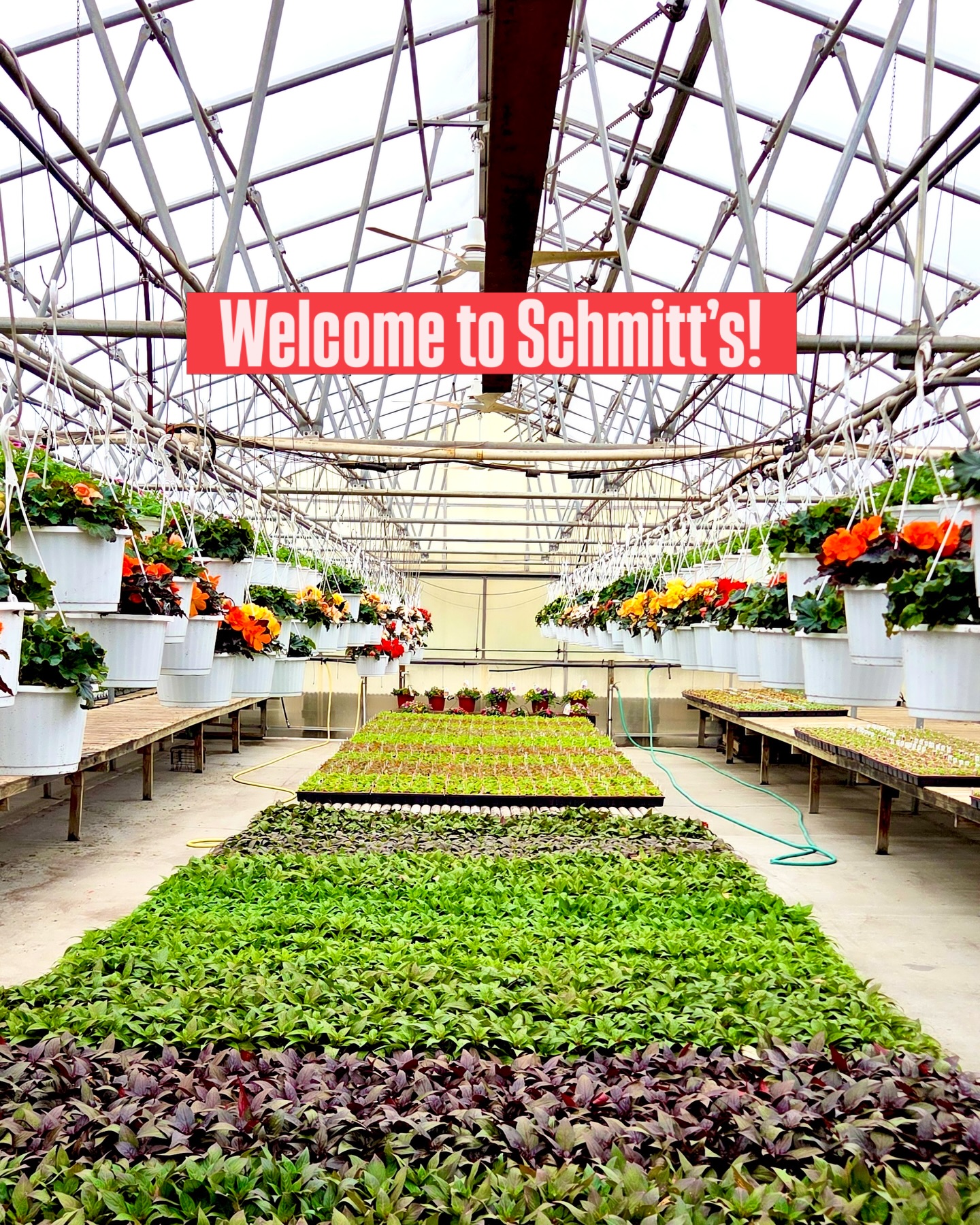 Welcome to the Schmitt's Green House!🪴 🌷Open NOW!🌷 📍26