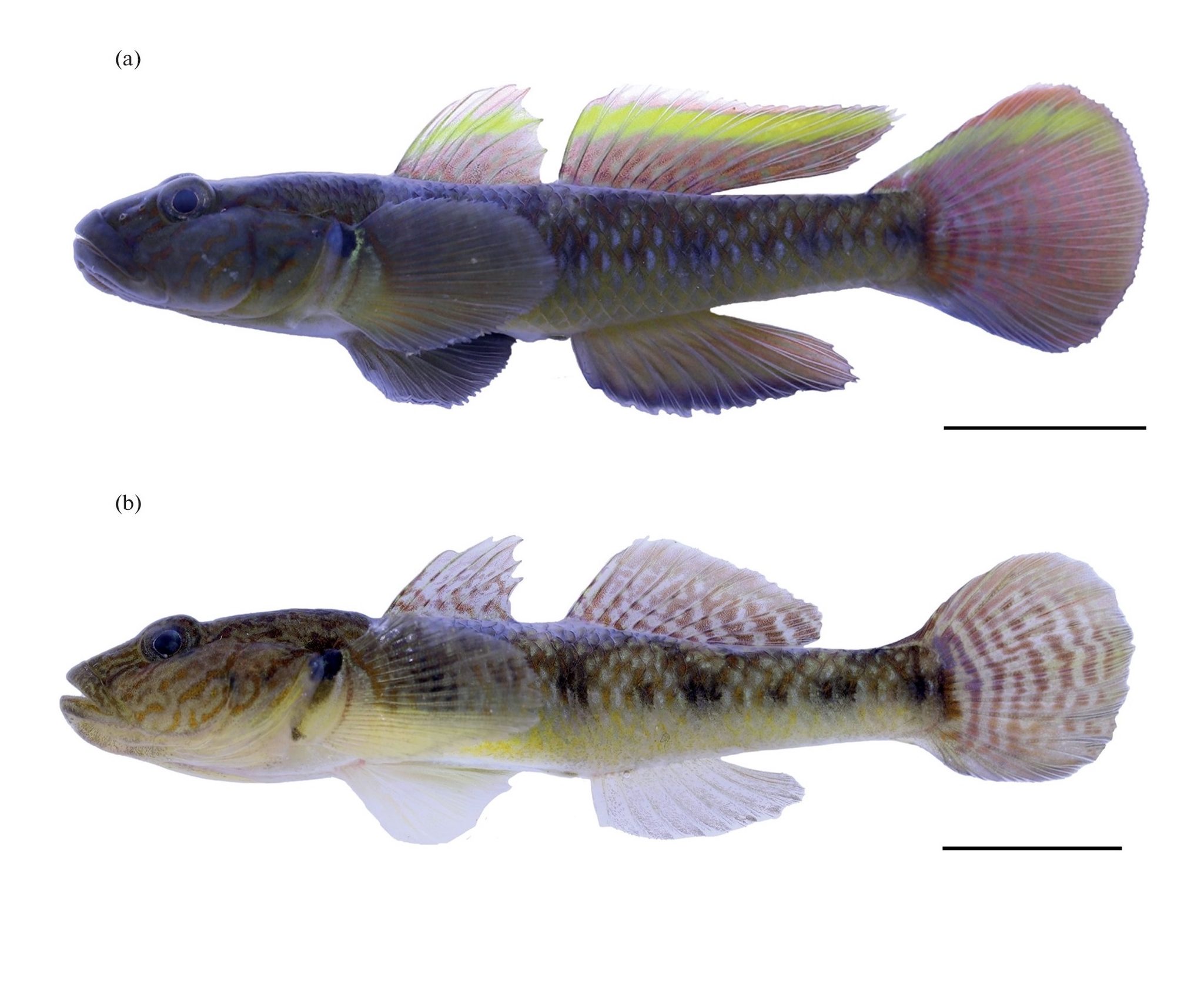 𝑅ℎ𝑖𝑛𝑜𝑔𝑜𝑏𝑖𝑢𝑠 𝑘𝑜𝑟𝑒𝑒𝑛𝑠𝑖𝑠, a new species of