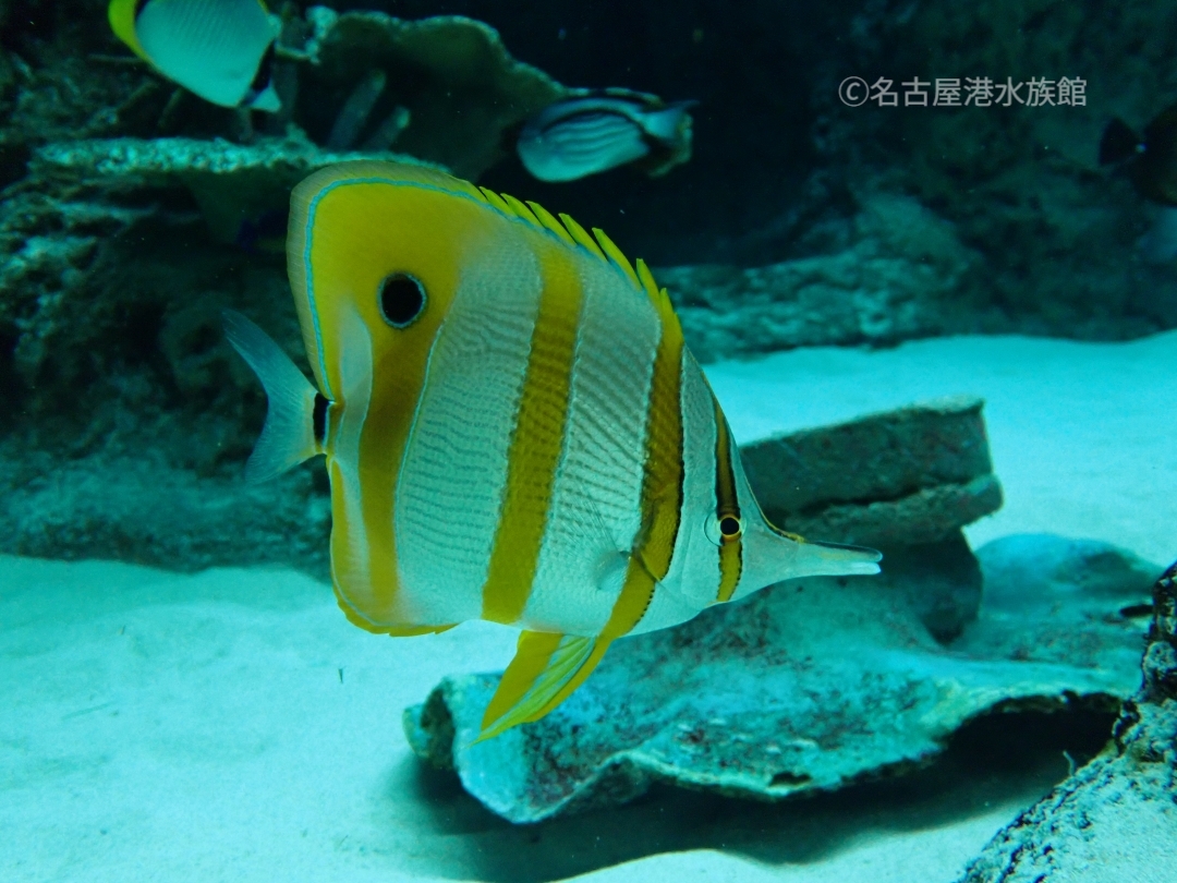 名古屋港水族館 Port - あなたは誰？ ベルーガのぬいぐるみに話しかけ
