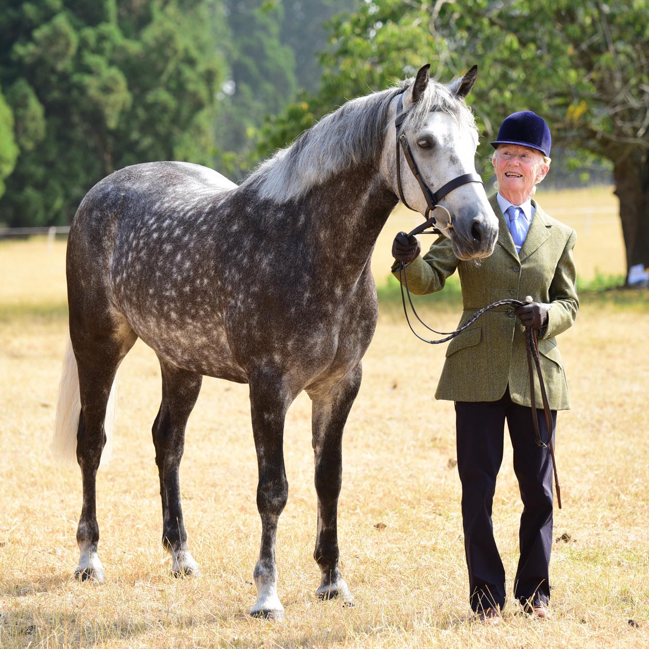 What a fantastic lineup of British Riding Ponies in today’s Annabel’s ...