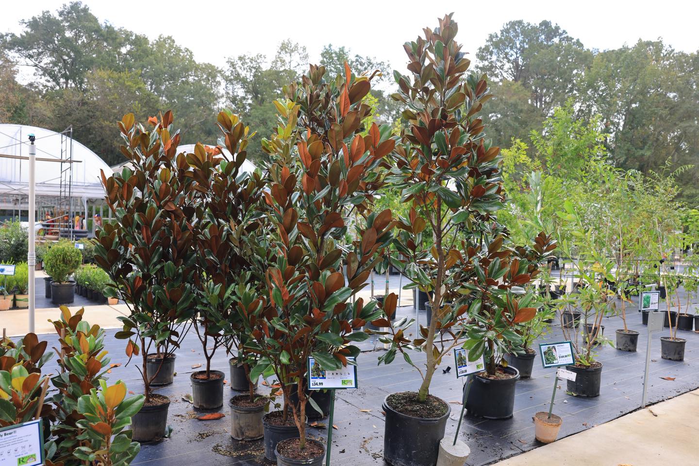 Rivers Greenhouse... - Rivers Greenhouse and Garden-Brandon