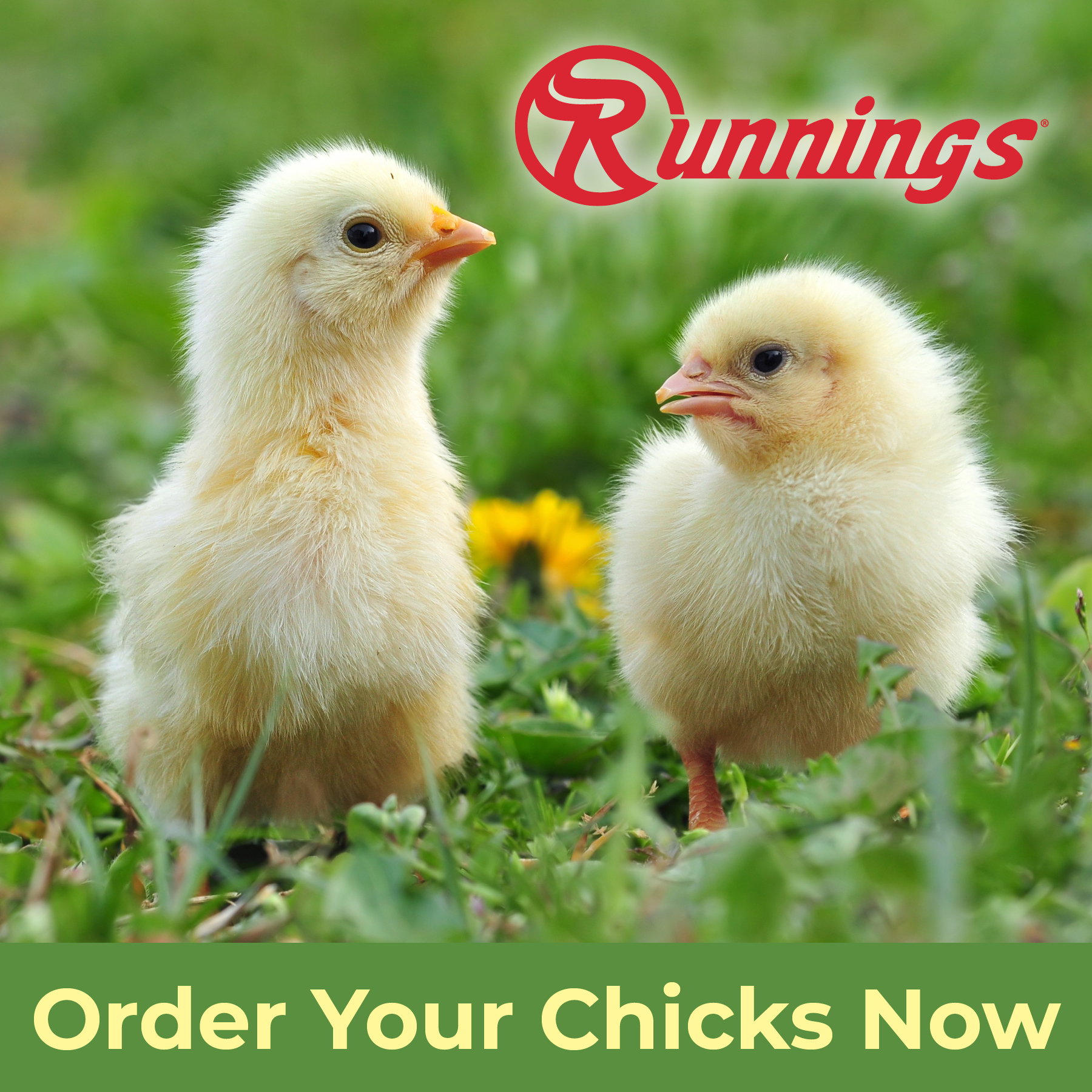 Runnings - Get ahead of the crowd and order your 🐥CHICKS🐥at one of our ...