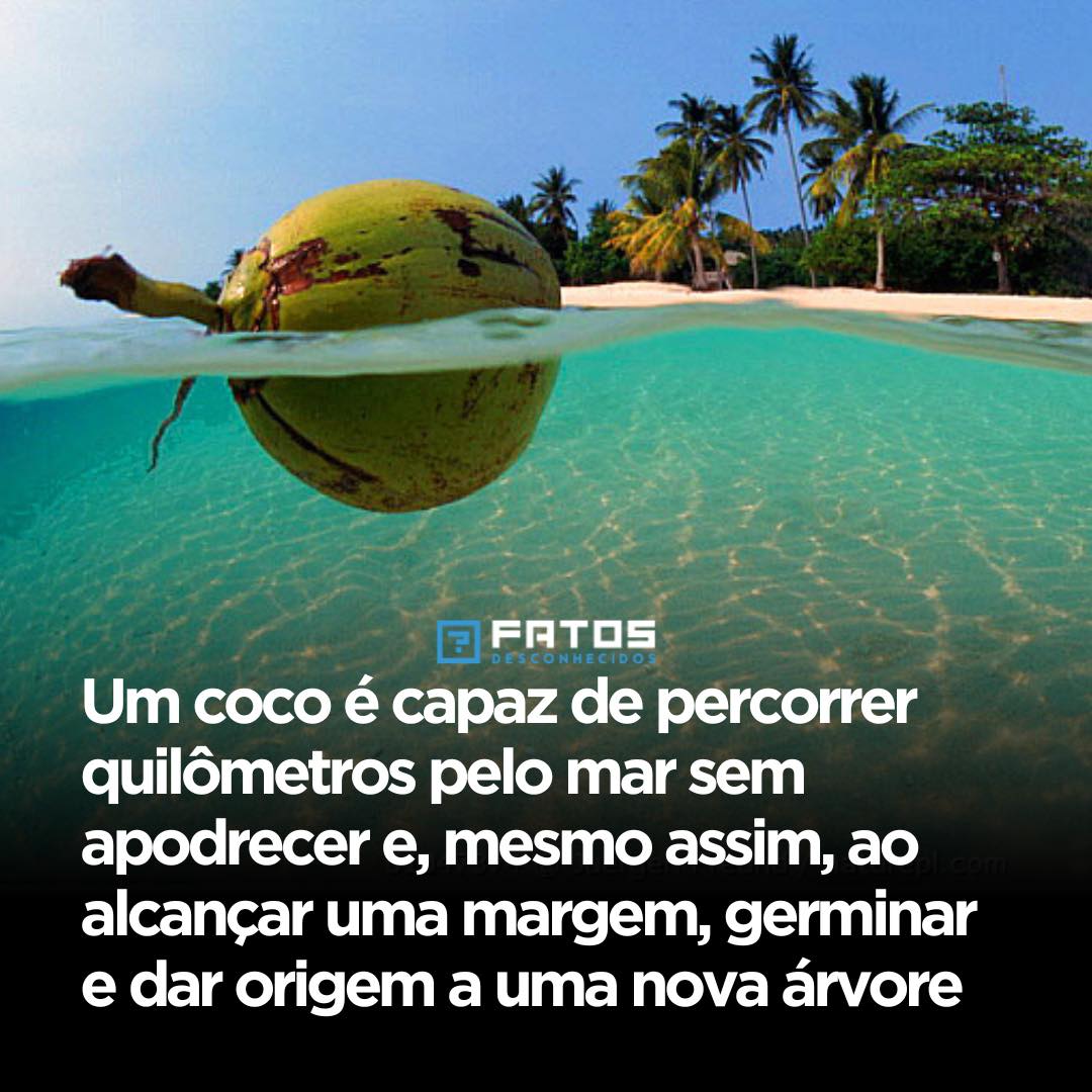 Fatos - Um coco pode viajar quilômetros pelo oceano sem apodrecer ...