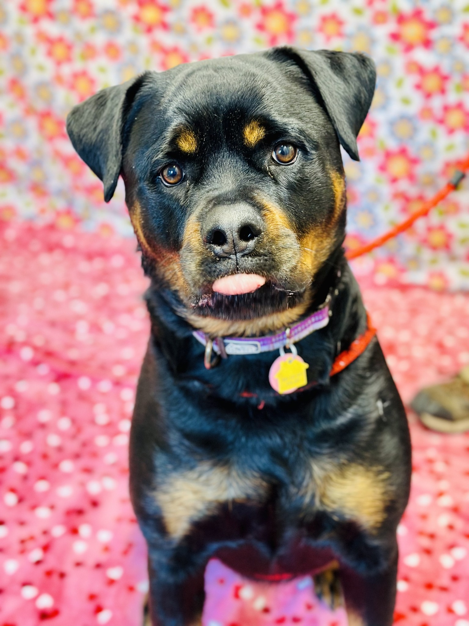 19SO rottweiler GDC oceans deluxe ovy Holy cow! Ace