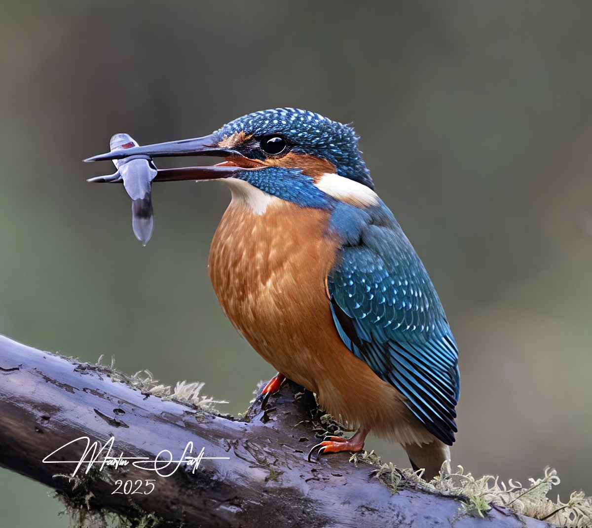 Martin Salt Fully Retired Professional Photographer - Stratford upon Avon