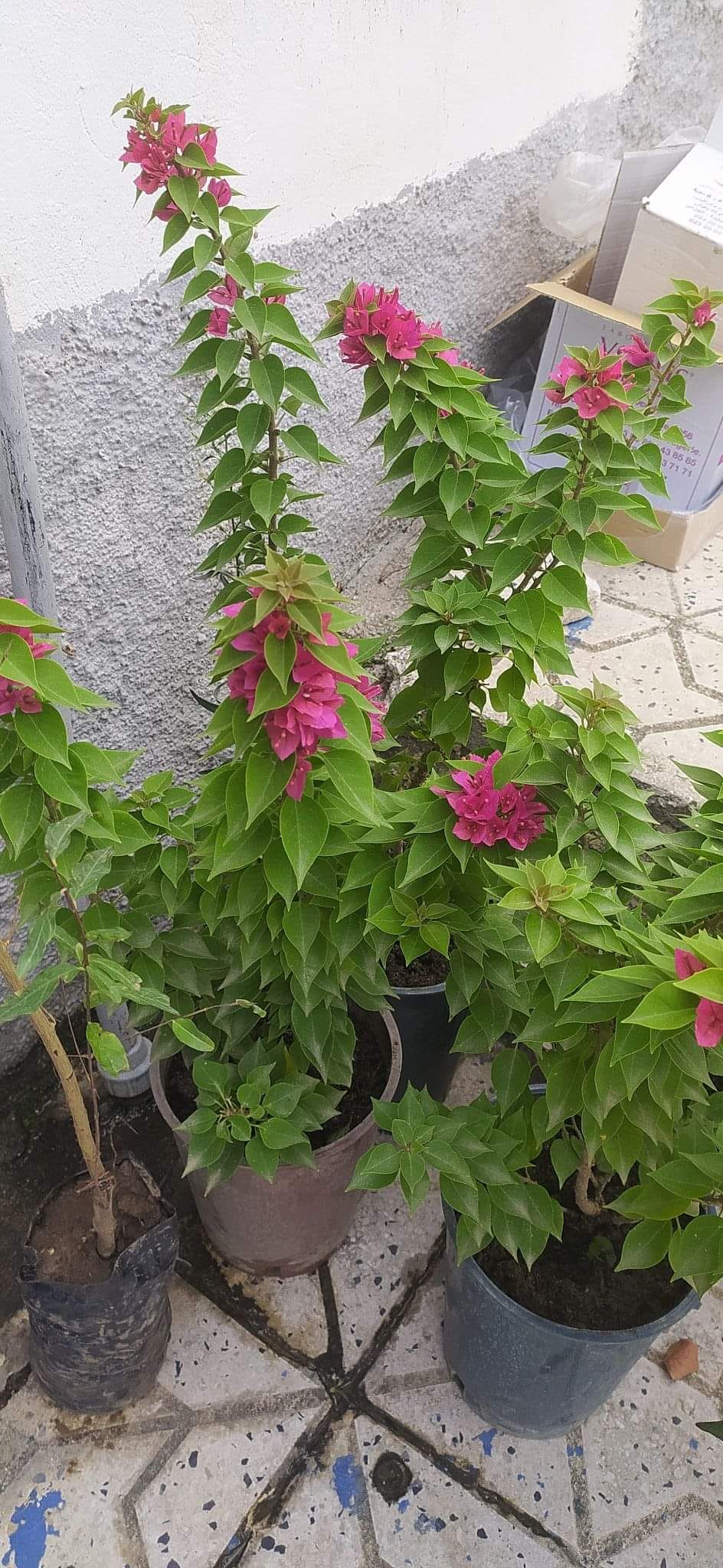 Eva Garden - #الجهنمية_القزمية #bougainvillea_torch_glow... | Facebook