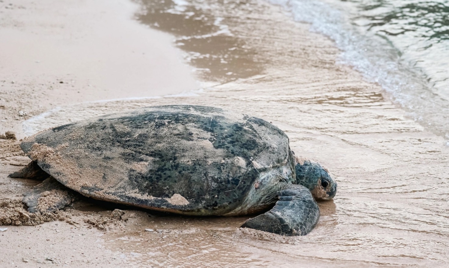 Indotrek - 🐢🌴 Con Dao Protects Its Sea Turtles: New Tour Limits To ...